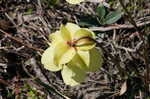 Yellow trumpets